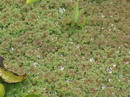 Azolla Caroliniana